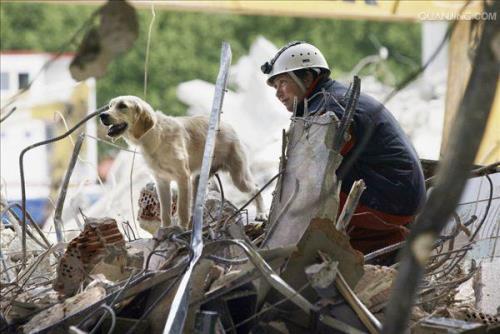搜救犬怎么分辨人死活