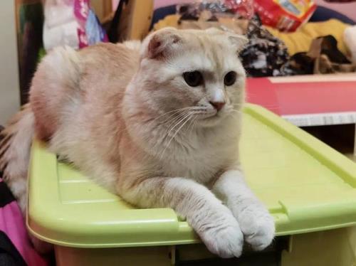 坐地铁可以带猫吗