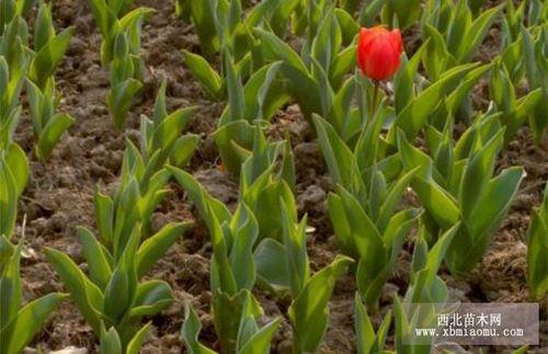 郁金香的养护方法