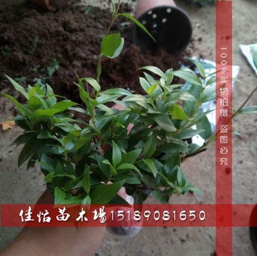 法国香水叶子有黑点是怎么回事