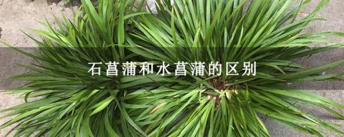 石菖蒲和水菖蒲的区别有哪些