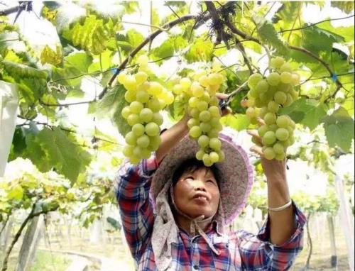阳光玫瑰亩产可以达到8000斤吗