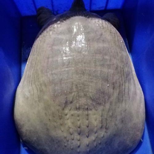 珍珠鳖为什么不宜食用