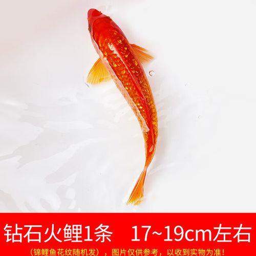 介子红还是火鲤红火鲤红吧,火鲤和红芥子的区别在鱼肚子上,通常红芥子