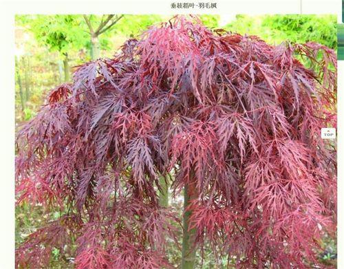 羽毛枫裸根移栽方法
