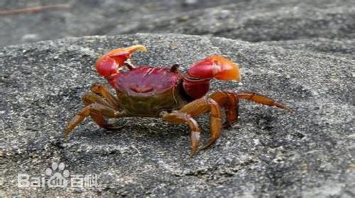 蟛蜞与螃蟹有什么不同