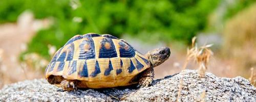 乌龟是几维空间的动物吗