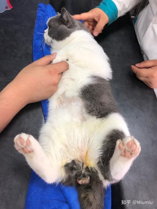 猫绝育是切哪里