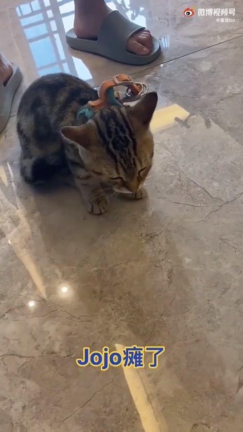 遂不复蓄猫的遂的意思