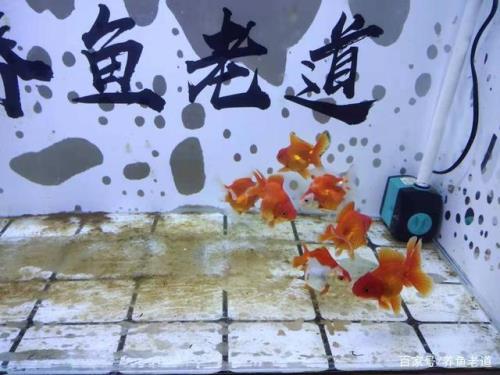 褐藻刷掉要抽走吗