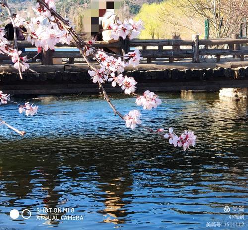 流水桃花什么意思