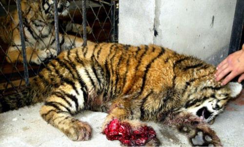 成年东北虎爪子有多长