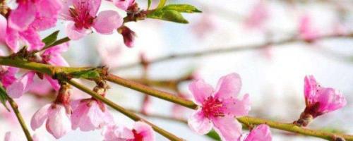桃花的花语