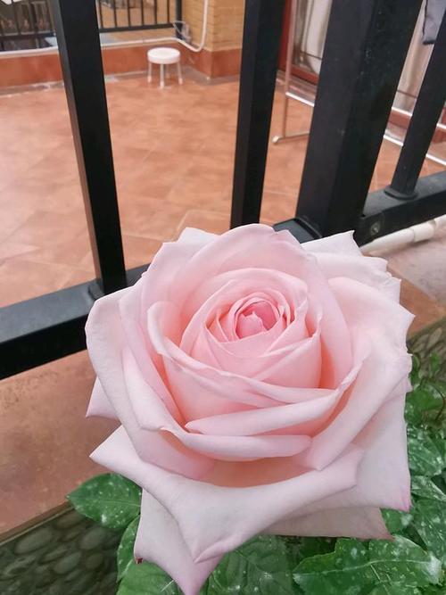 粉哈娜是玫瑰还是月季