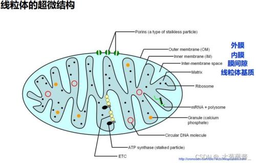 叶绿体和线粒体有何区别
