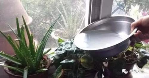 牛奶浇花好臭啊