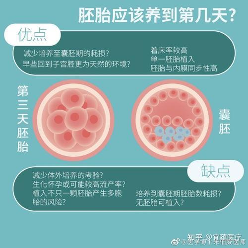 囊胚和卵胚的区别