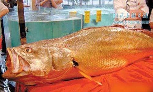 加旺鱼是什么鱼