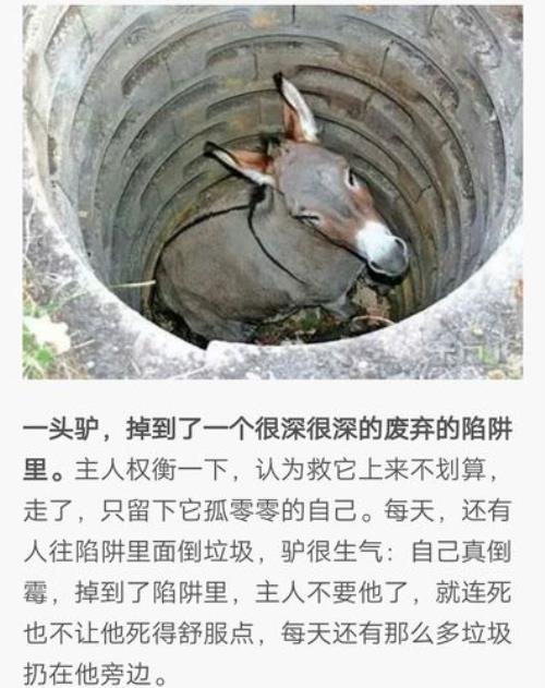 犟驴的由来