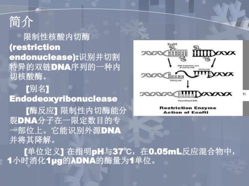 限制酶全称