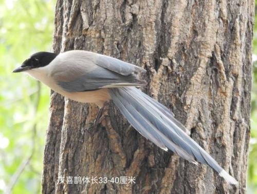什么的鸟雀填动词