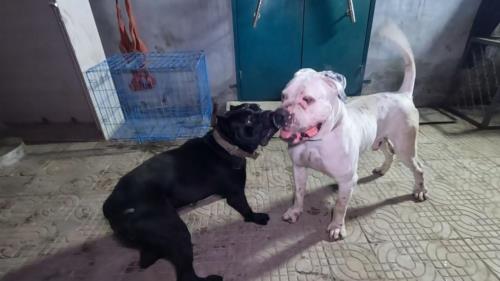 诺基是什么犬种