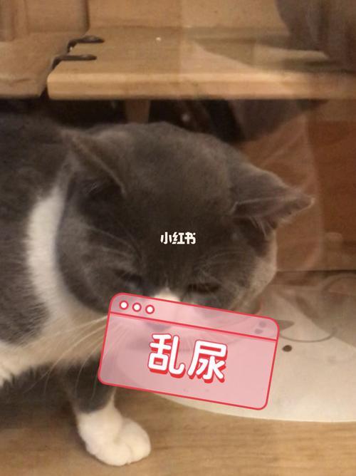 猫咪在家里乱尿