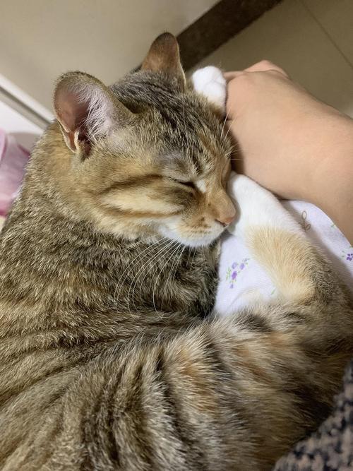 猫粘人是好事还是坏事