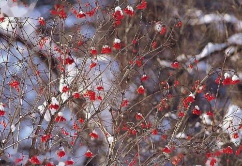 小年下雪的诗歌散文