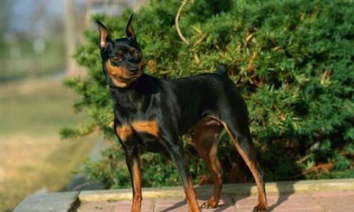 宾沙犬适合家庭饲养吗