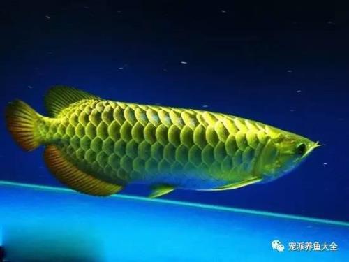 万龙鱼为什么胆小