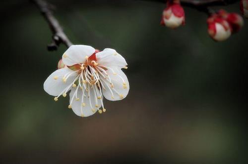 随和淡然是什么意思
