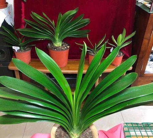 君子兰的花你都知道有那些颜色