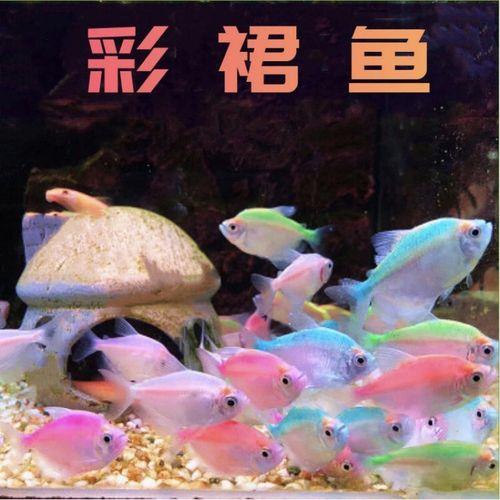 斗鱼和斑马鱼,彩裙鱼能共养吗