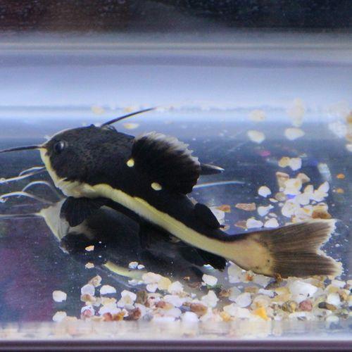 招财猫鱼吃什么饲料