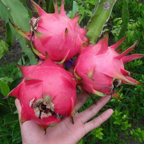 网上买果苗哪家靠谱