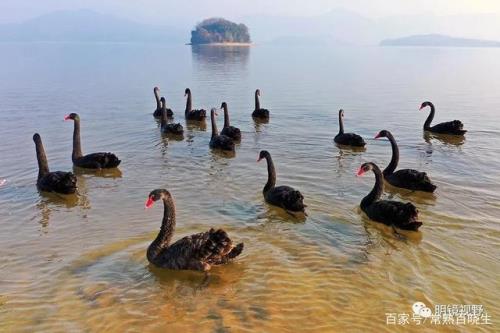 湖面的代名词