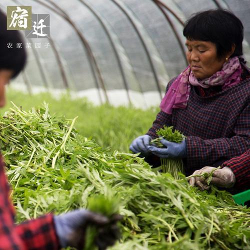 四棱龙角豆种植方法