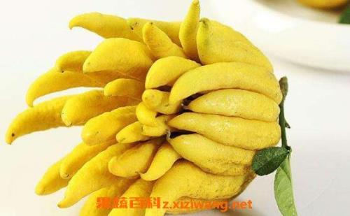 佛手果食用方法