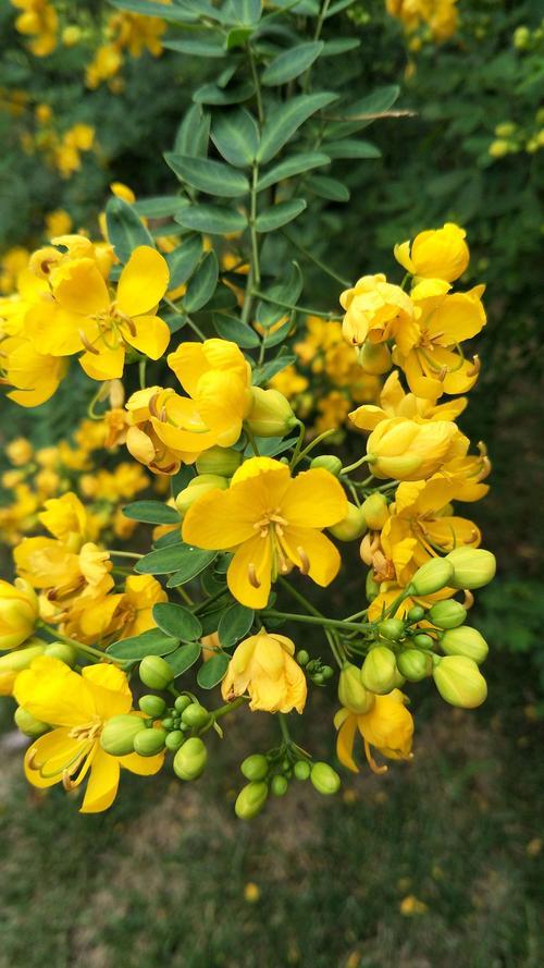 双荚决明花一年开几次