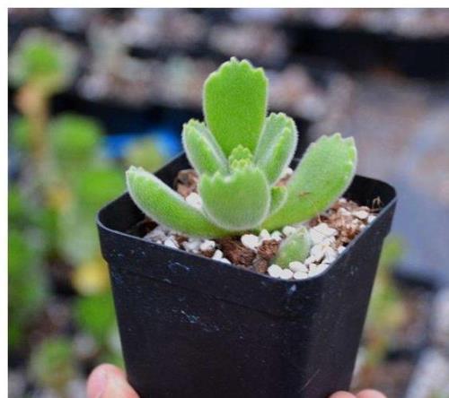 熊童子最怕什么