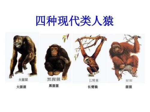 由猿进化到人最迟发生的一步是