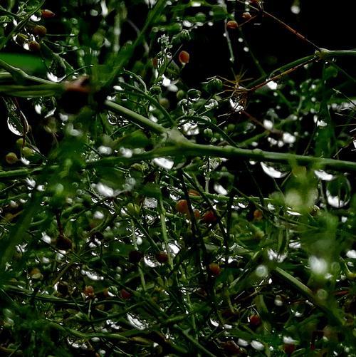 无声细雨原唱