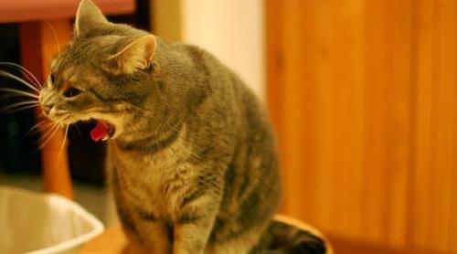 猫咪会放屁吗