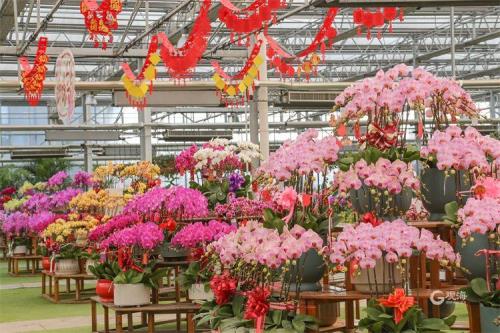 秦岭花卉市场2023春节营业时间