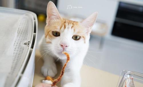 猫吃地瓜吗猫都吃什么