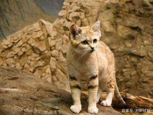 沙漠猫叫什么