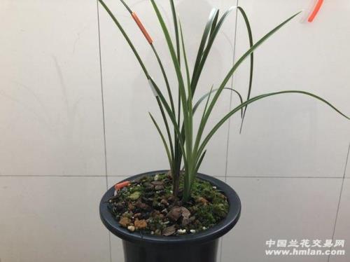 蕙兰翠丰值得买吗