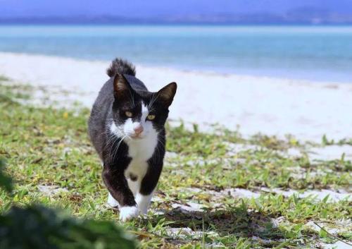江苏猫岛的猫可以抱走吗