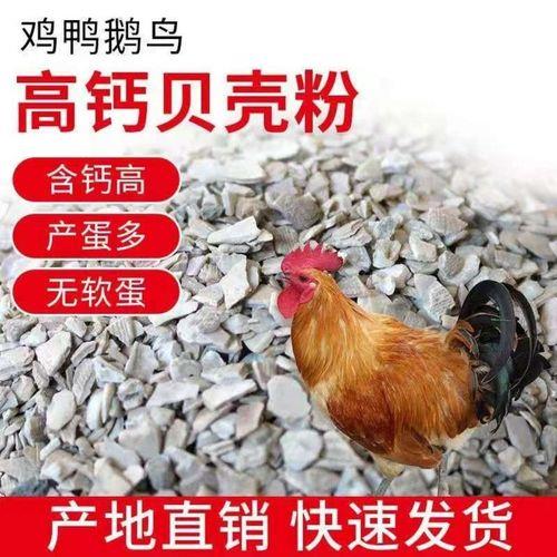 贝壳给鸽子吃怎么处理